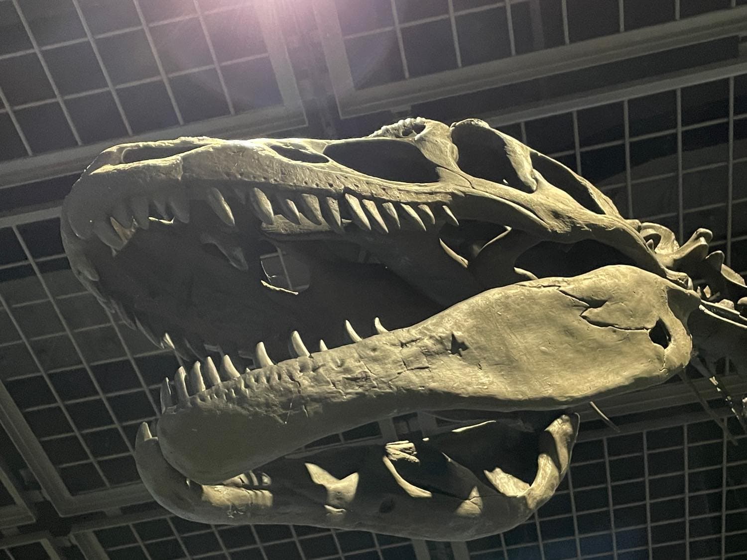 三笠市博物館にて恐竜研究