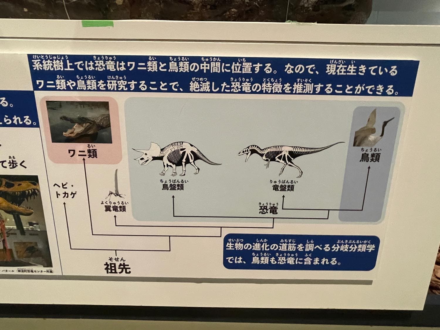 三笠市博物館にて恐竜研究
