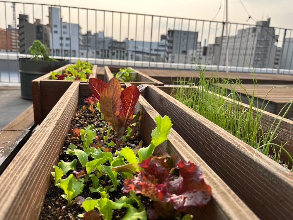 マンションのベランダで家庭菜園はじめました