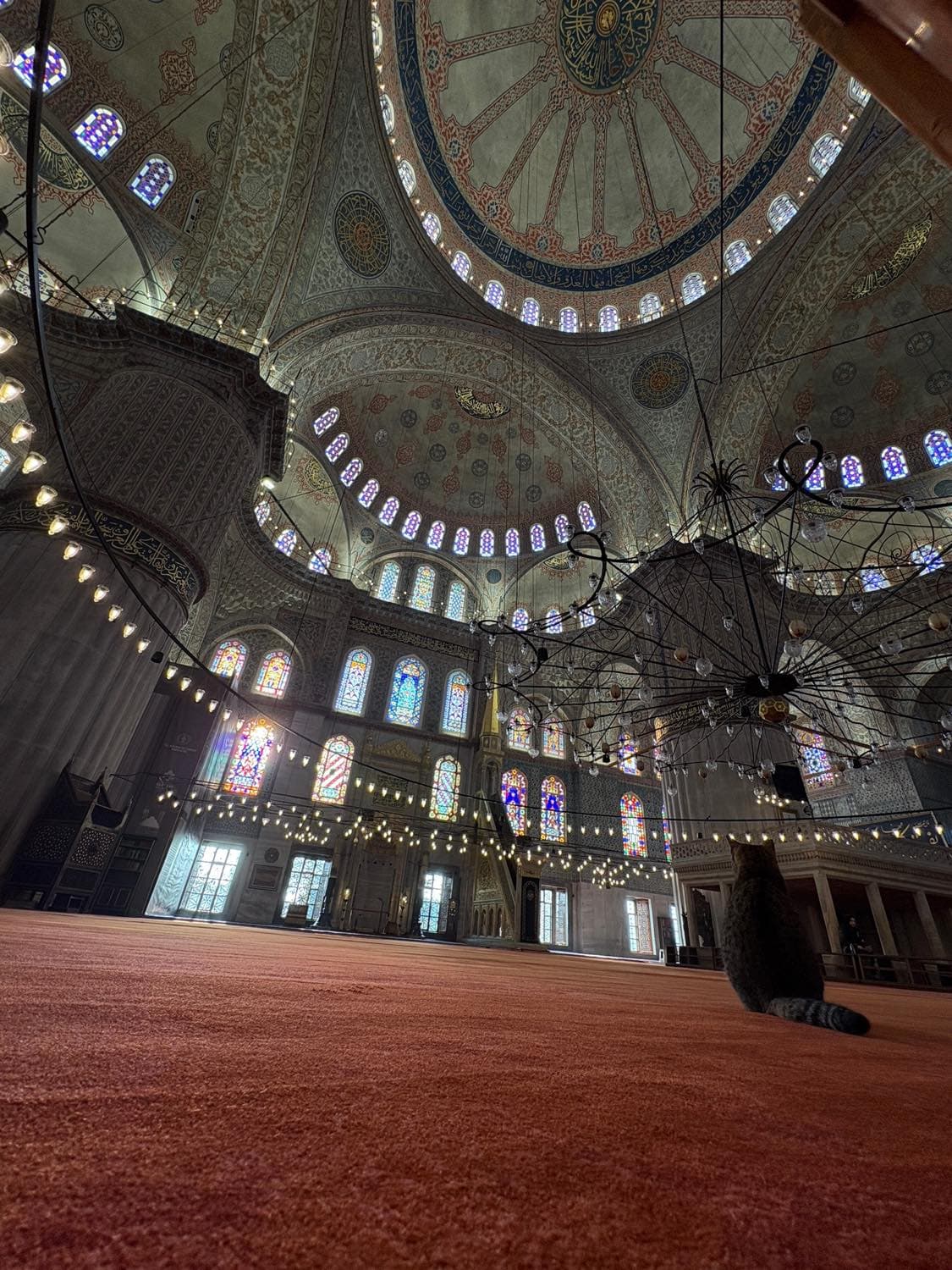 猫の都　イスタンブールでトルコを味わう