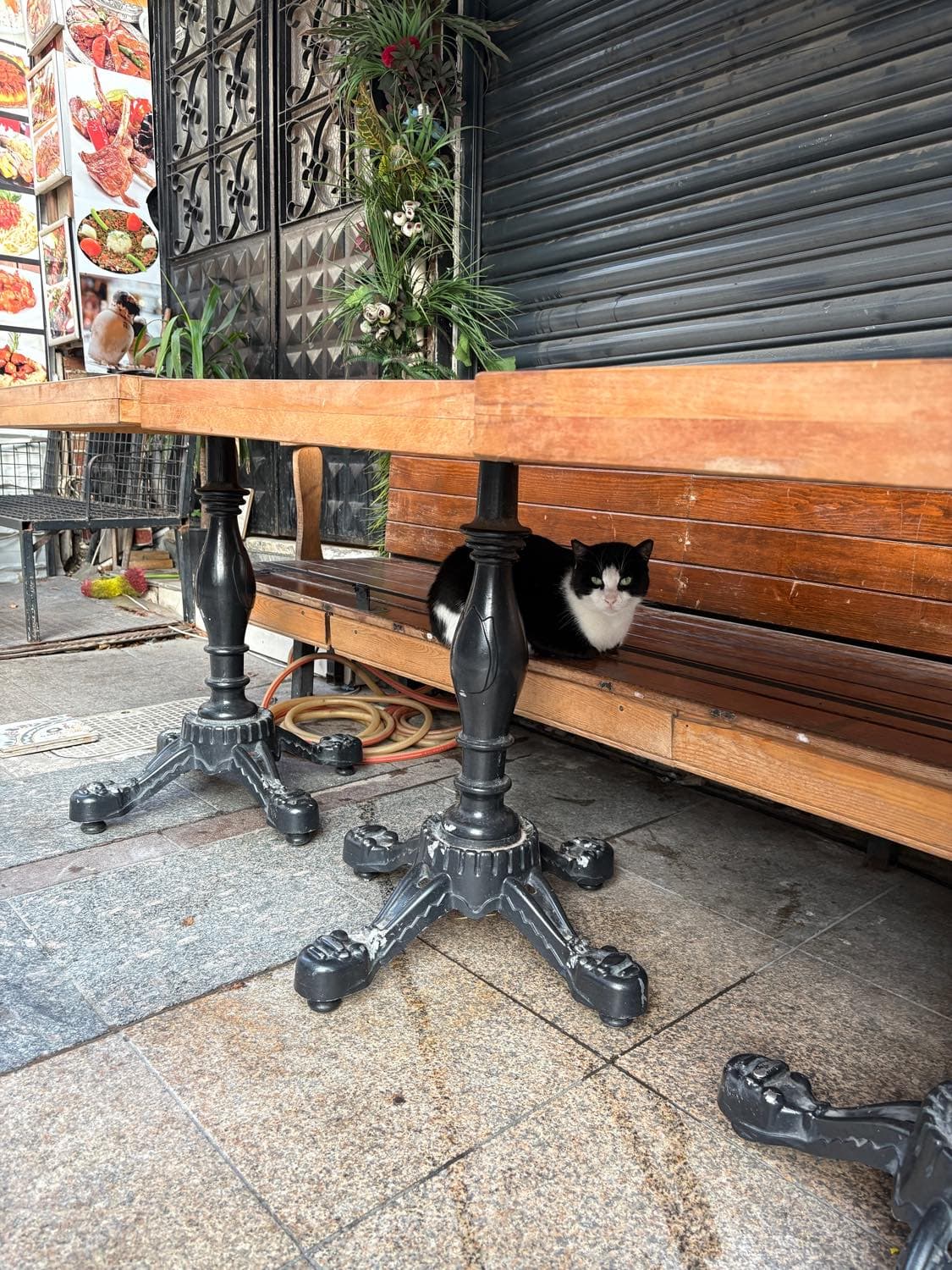 猫の都　イスタンブールでトルコを味わう