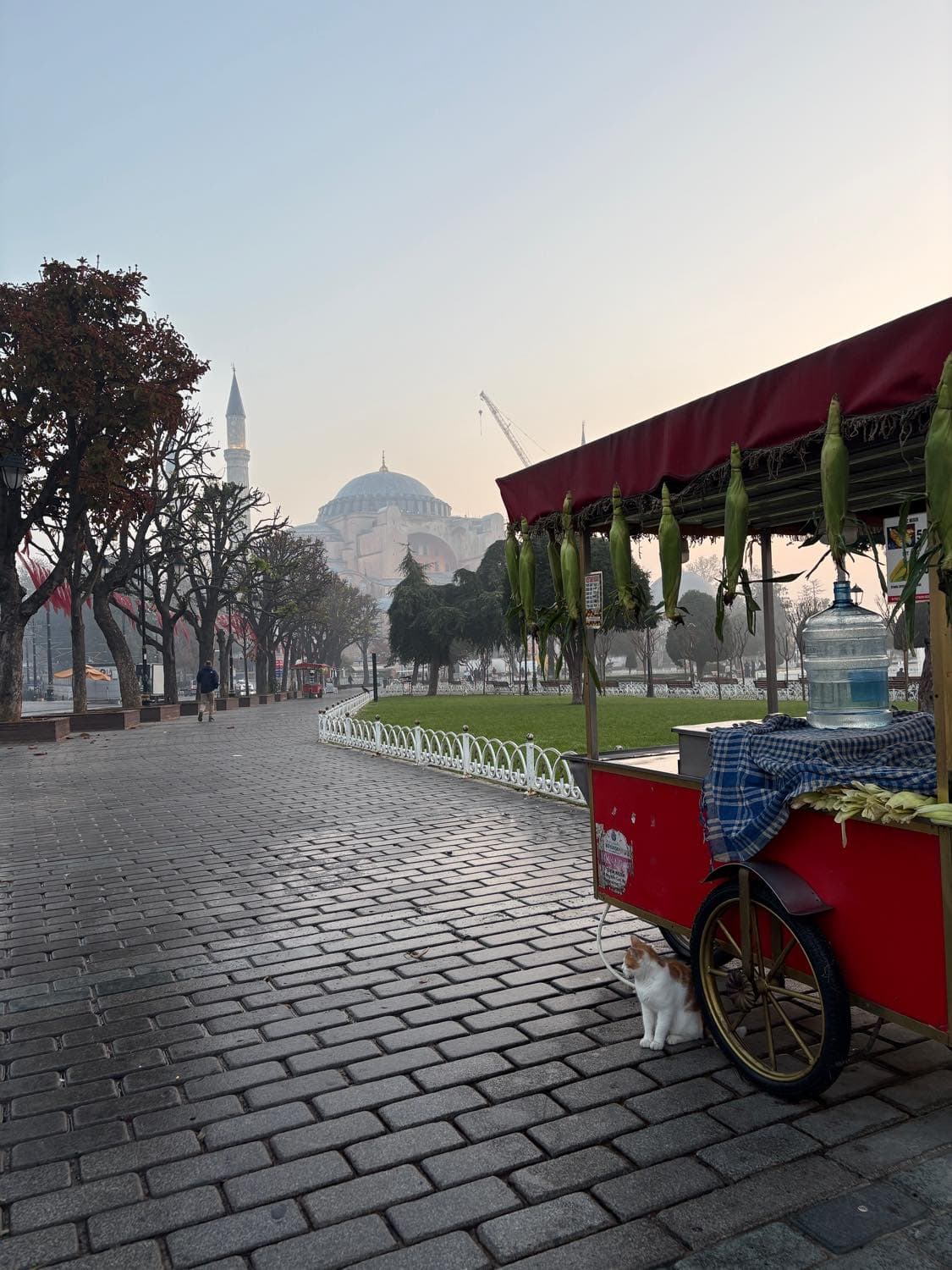 猫の都　イスタンブールでトルコを味わう