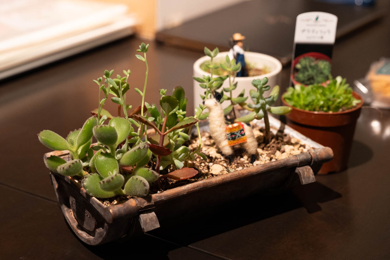 【春の桜まつり2026コンテンツ紹介】雨樋プランターで多肉植物の寄せ植え体験