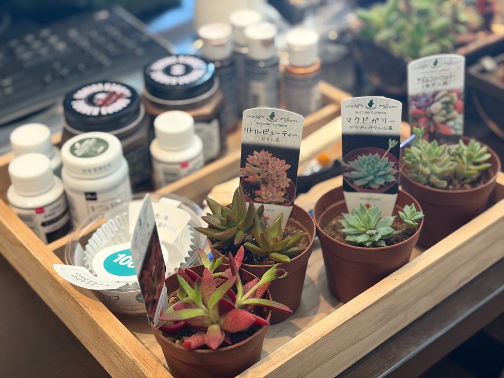 【春の桜まつり】ご予約は明日まで。あと6日、花びらが散らないことを祈って