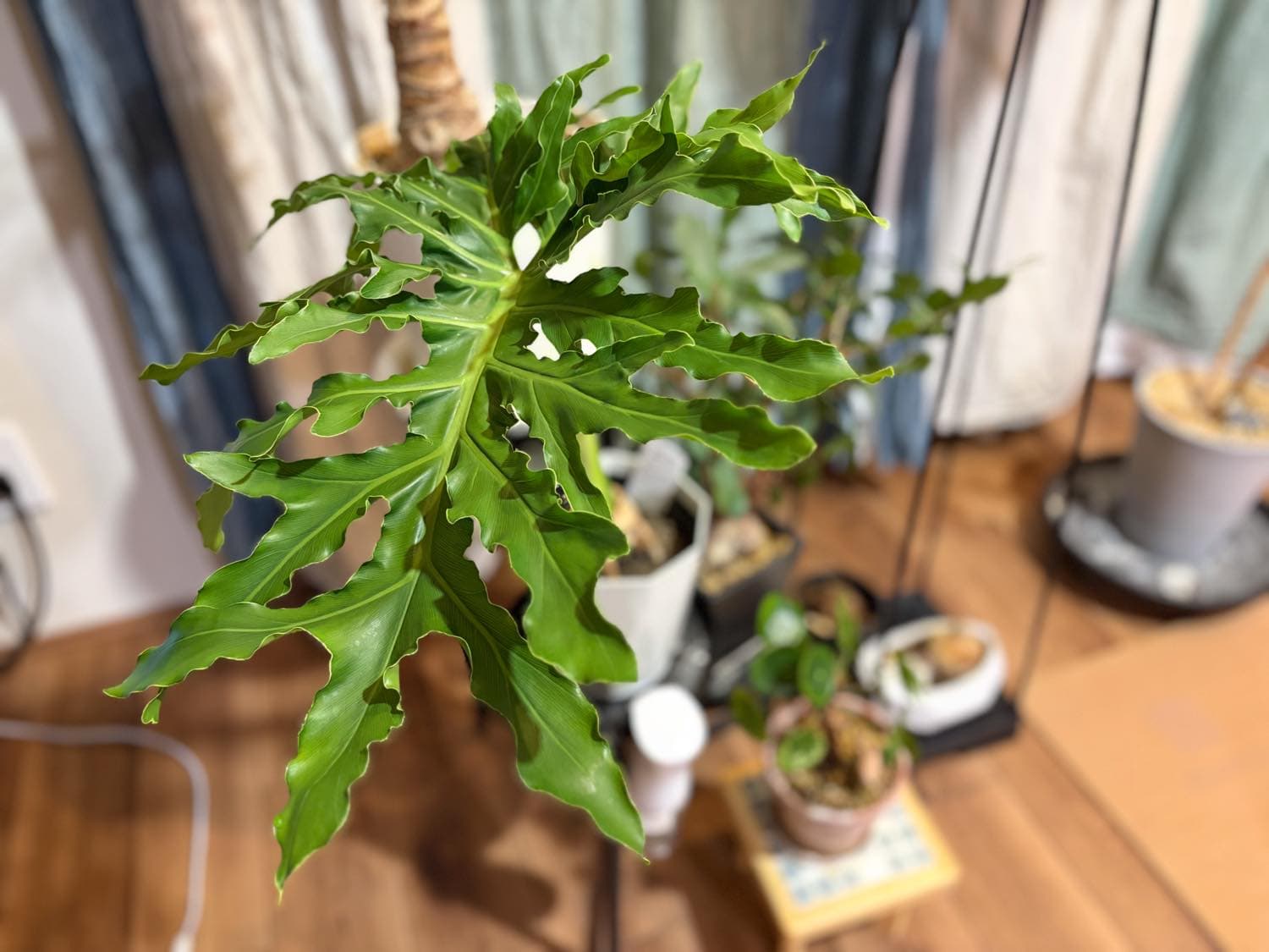 我が家の新入り