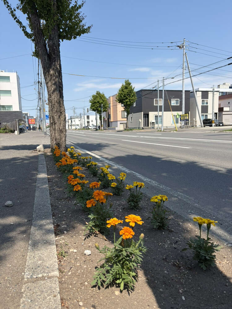 今年も花壇に春が来ました
