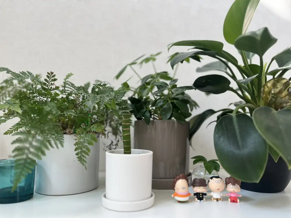 気づけば、植物が増えていました。