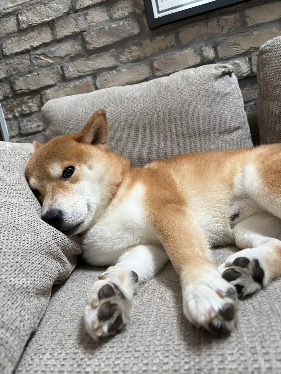 予定をやめて、愛犬ヤマトをとった日