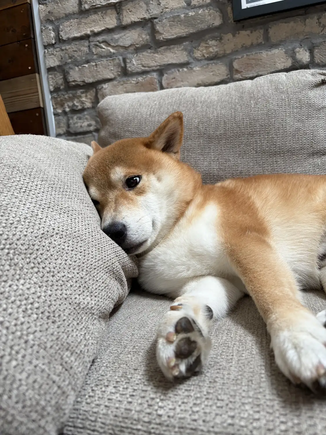 予定をやめて、愛犬ヤマトをとった日