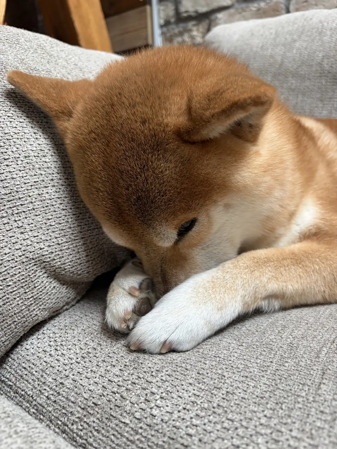 予定をやめて、愛犬ヤマトをとった日